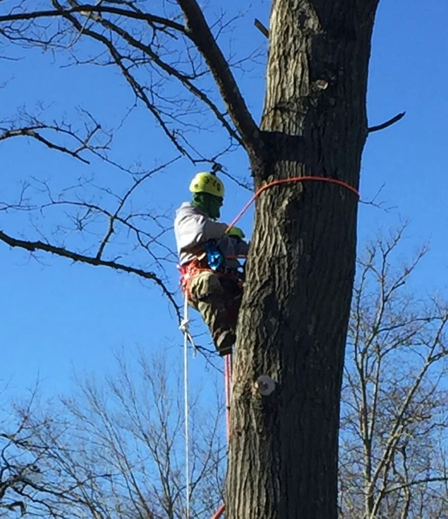 Tree Service
and
Stump Grinding